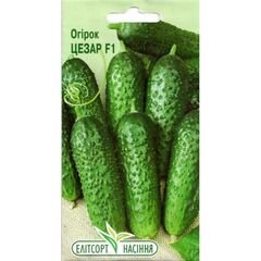 Seeds Cucumber ELITSORT Caesar 0.5 g