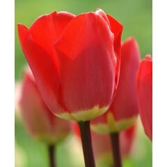 Bulb BES HBM Tulipa Fostery King 10/11 5 pcs