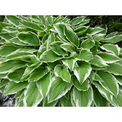 ბოლქვი მასპინძელი HBM BES Hosta Undulata Albomarginata II 1 ც