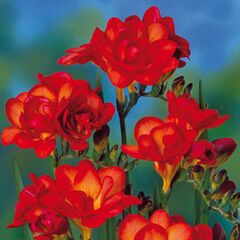 ბოლქვი STA HBM Freesia dbl Orange (x10) 5/+