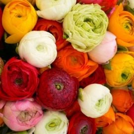 Bulb HBM Ranunculus Mixed 5/6 8 pc