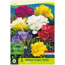 Bulb freesia HBM freesia double mixed 8 pcs