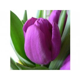 Луковица BES HBM Тюльпан Tulipa Purple Prince 10/11 5 шт