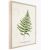 Picture in frame Styler Fern FP036 50x70 cm