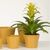 Ceramic flower pot Scheurich 808/17 Cover pot Curcuma