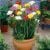 Bulb freesia HBM freesia double mixed 8 pcs