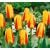 ბოლქვი BES HBM ტიტა Tulipa Hitparade 10/11 5 ც