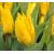 ბოლქვი BES HBM ტიტა Tulipa Yoko Parrot 10/11 5 ც