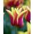 ბოლქვი BES HBM ტიტა Tulipa Ballade Dream 10/11 5 ც