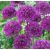 Bulb BES HBM Allium Purple Sensation 10/12 3 pcs