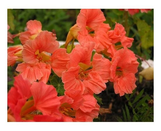 Seeds Nasturtium GL Seeds Jewel 1g