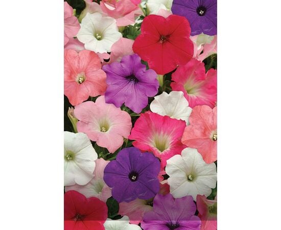 Seeds Petunia GL Seeds My Queen F1, 0.1 g