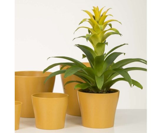 Ceramic flower pot Scheurich 808/17 Cover pot Curcuma