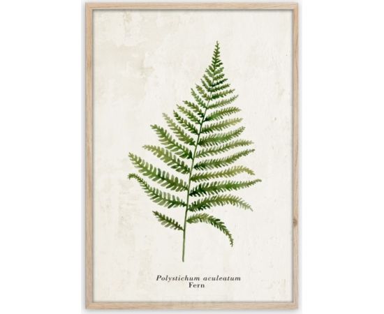 Picture in frame Styler Fern FP036 50x70 cm