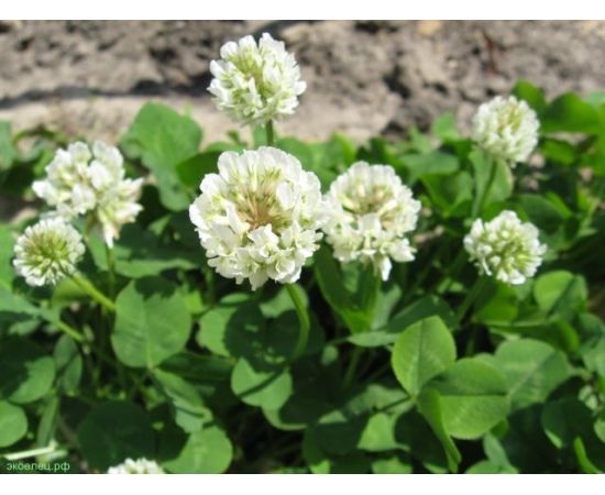 Lawn grass seeds GL Seeds Clover white 30g