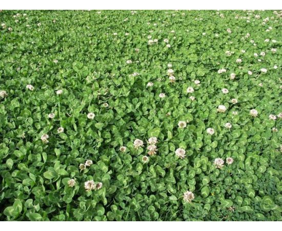 Lawn grass seeds GL Seeds Clover white 30g