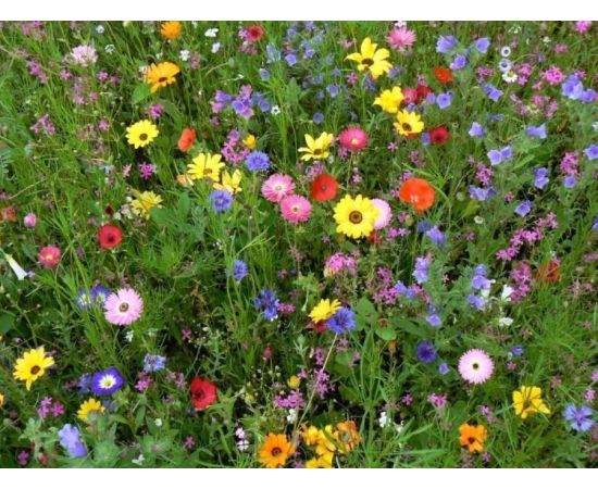 Lawn grass seeds GL Seeds Meadow butterflies 0.3 kg