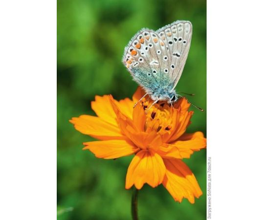 Lawn grass seeds GL Seeds Meadow butterflies 0.3 kg