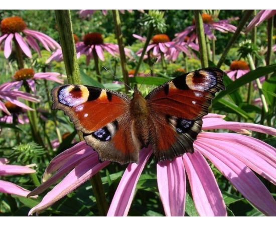 Lawn grass seeds GL Seeds Meadow butterflies 0.3 kg