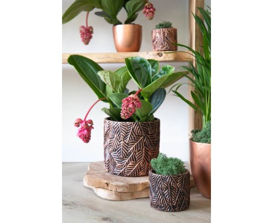 Flower pot Mega Collections  Adana Ash Cylinder Bronze 22,5x21cm