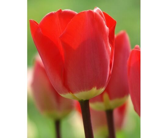 Bulb BES HBM Tulipa Fostery King 10/11 5 pcs