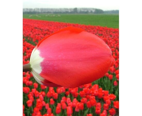 Bulb BES HBM Tulipa Fostery King 10/11 5 pcs