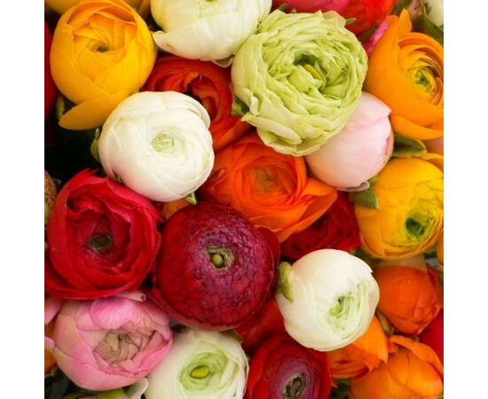 Bulb HBM Ranunculus Mixed 5/6 8 pc