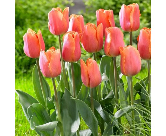 Bulb BES HBM Tulipa Jimmy 10/11 5 pcs