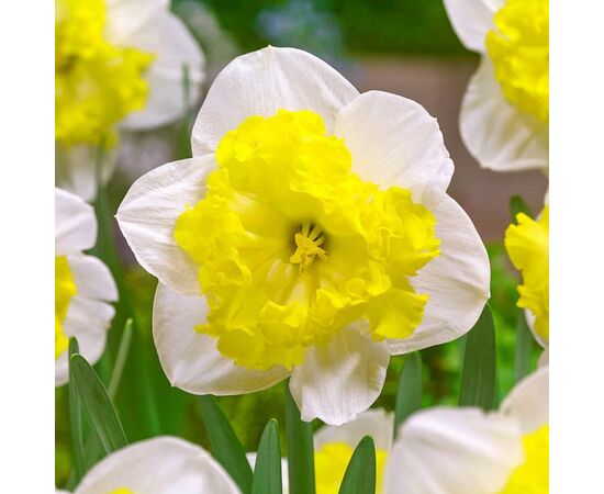 მცენარე ბოლქვიანი BES Narcissus Printal 5 ც