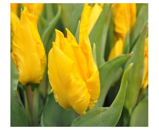 ბოლქვი BES HBM ტიტა Tulipa Yoko Parrot 10/11 5 ც