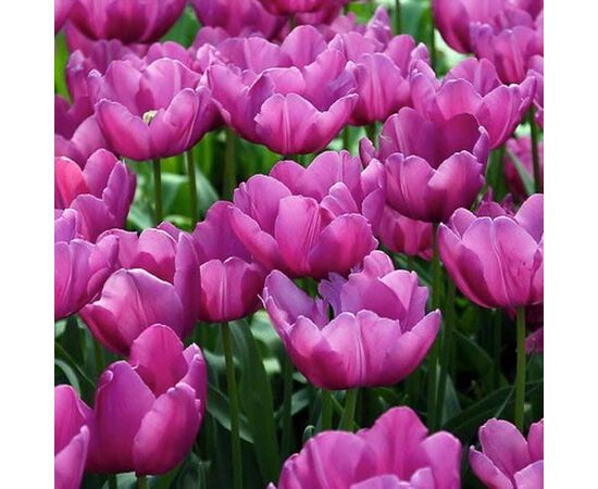 Луковица BES HBM Тюльпан Tulipa Purple Prince 10/11 5 шт