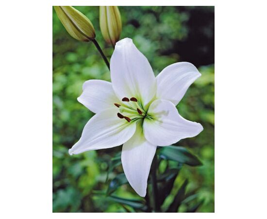 Bulb BES HBM Lilium Navona 10/12 2 pcs