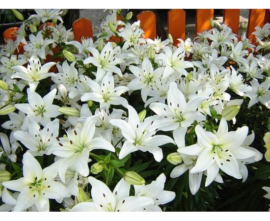 Bulb BES HBM Lilium Navona 10/12 2 pcs