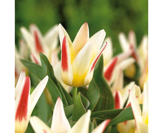 ბოლქვი BUD HBM ტიტა Tulipa Johann Strauss 10/11 2 ც