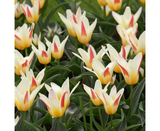 ბოლქვი BUD HBM ტიტა Tulipa Johann Strauss 10/11 2 ც