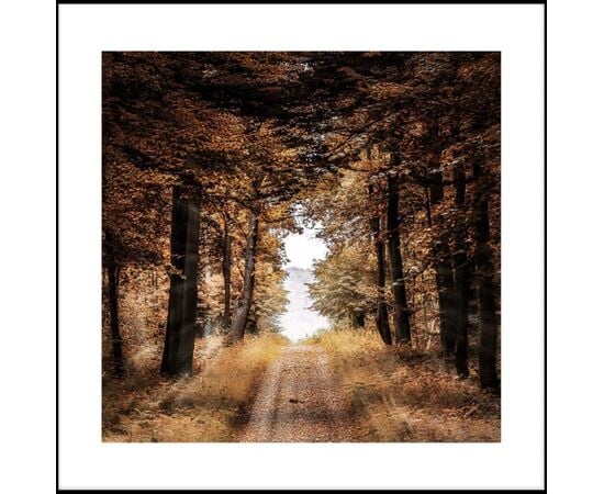 Picture in a frame Styler AB188 BROWN FOREST 50X50