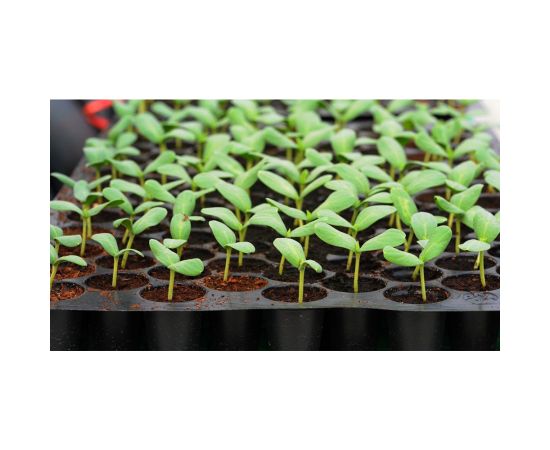 Cassette for seedlings plastic Akadem Invest 21 pcs