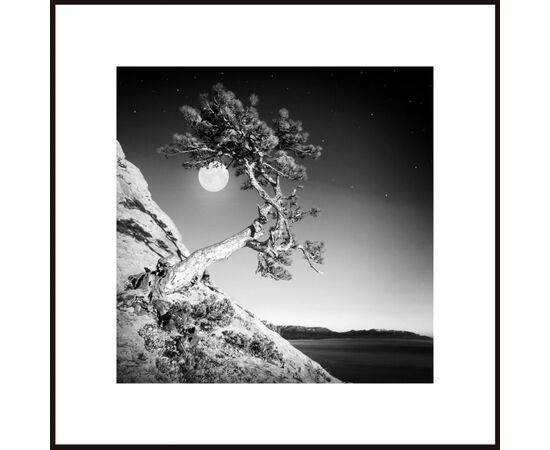 Picture in a frame Styler AB121 MOON TREE 50X50