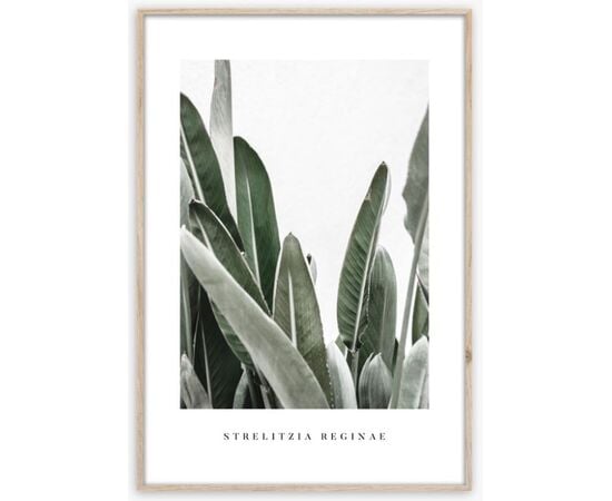 Картина в рамке Styler Strelitzia BR005 50X70 см