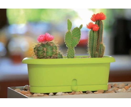 ქოთანი ყვავილის Form-Plastic Cactus box Lotos 30 pistachio