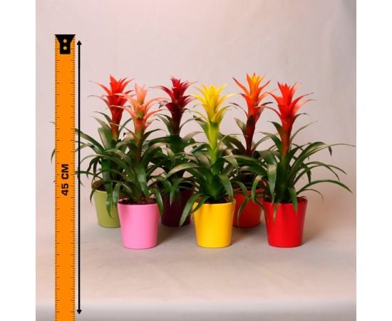 Гузмания Guzmania mixed 12/45