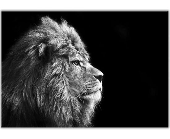 Glass picture Styler Lion GL104 70X100 cm