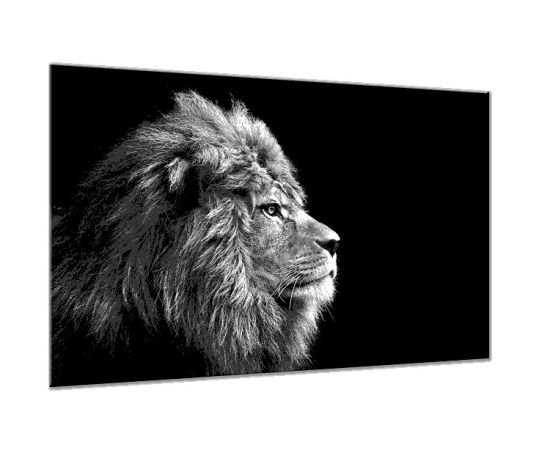 Glass picture Styler Lion GL104 70X100 cm