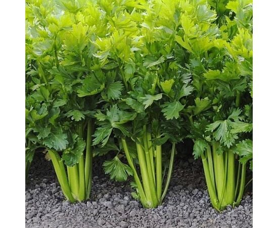 Seeds Celery GL Seeds 1g