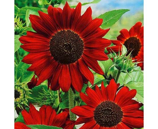 Seeds Sunflower GL Seeds Red Sun 1g