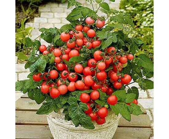 Seeds Tomato GL Seeds Balcony Miracle 0.1 g