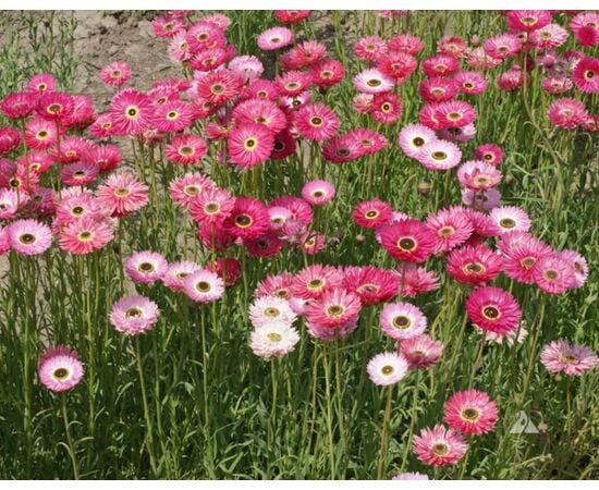 Seeds Acroclinum GL Seeds Diamond Rose 0.2 g