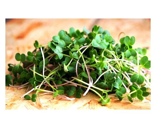 Seeds Microgreen GL Seeds Radish mix 15g