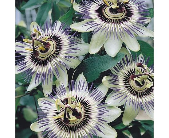 Seeds Passionflower GL Seeds Kavalerska Zvezda 0,1g