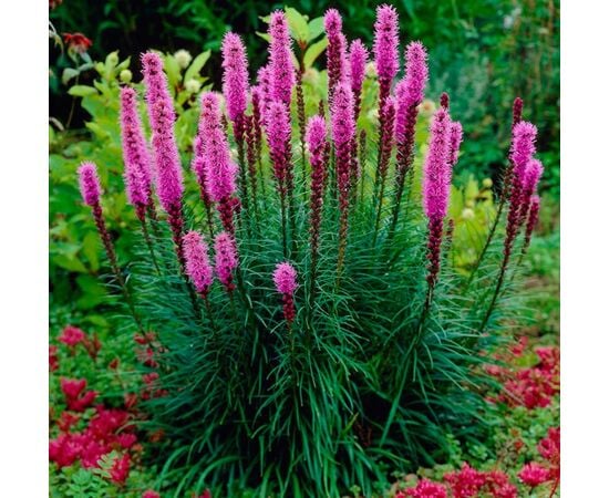 Seeds Liatris GL Seeds Pink, 0.2 g